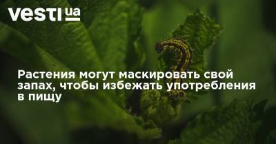 Растения могут маскировать свой запах, чтобы избежать употребления в пищу - vesti.ua - Мексика