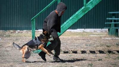Собаки при исполнении: крымские псы, которые нашли свое призвание - crimea.ria.ru - Россия - Шотландия