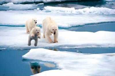 В Арктике впервые за 100 лет температура воздуха поднялась до +38 градусов - newsone.ua - Россия - Украина - респ. Саха - шт.Аляска - Верхоянск