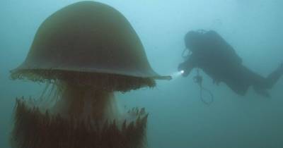 В яде гигантской медузы нашли свыше 200 токсинов: смертельный коктейль - popmech.ru - Китай - Япония - Корея