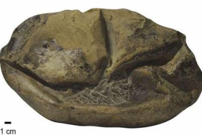 Ученые в Антарктиде нашли яйцо динозавра, которому 68 миллионов лет - mignews.com.ua - Антарктида