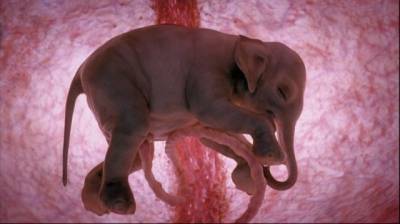 Настоящие чудеса природы: фотографии животных в утробе матери(ФОТО) - enovosty.com