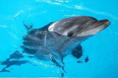 Экологи фиксируют в Крыму рекордное число погибших дельфинов - interfax-russia.ru - Крым