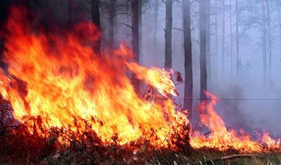 Алексей Ярошенко - Минприроды выступило против отказа регионов тушить лесные пожары - newizv.ru - Россия