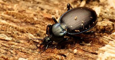 Студентка открыла сразу 18 новых видов жуков - popmech.ru - Венесуэла - Суринам