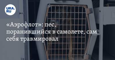 Михаил Демин - «Аэрофлот»: пес, поранившийся в самолете, сам себя травмировал - ura.news - Москва - Симферополь