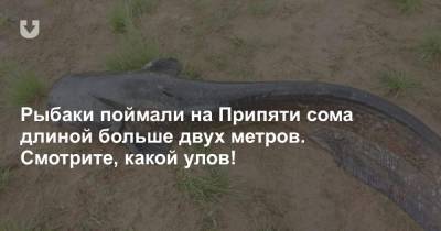 Рыбаки поймали на Припяти сома длиной больше двух метров. Смотрите, какой улов! - news.tut.by - Логойск