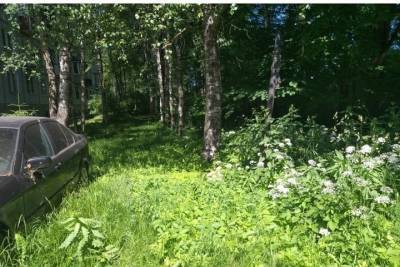 Пскович пострадал от разросшегося в городе борщевика - mk-pskov.ru - Псковская обл. - Псков - Военный