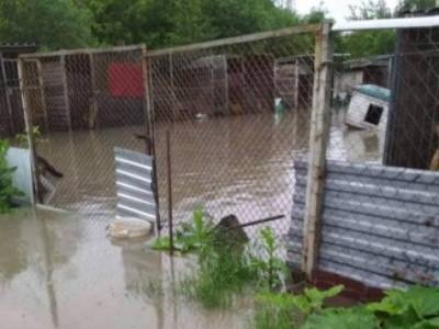 На Прикарпатье затопило приют для животных: собак спасают, им некуда возвращаться - golos.ua - Украина - Ивано-Франковская обл. - Калуш