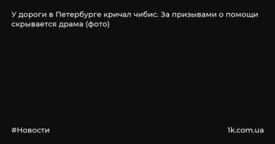 Павел Глазков - У дороги в Петербурге кричал чибис. За призывами о помощи скрывается драма (фото) - 1k.com.ua - Украина - Санкт-Петербург