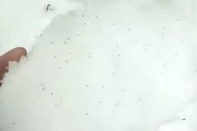 В Башкирии выпал снег с живыми насекомыми - news102.ru - Башкирия - район Учалинский