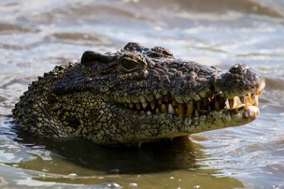 Крокодил заживо съел рыбака на глазах у жены - lenta.ru - India - Indonesia