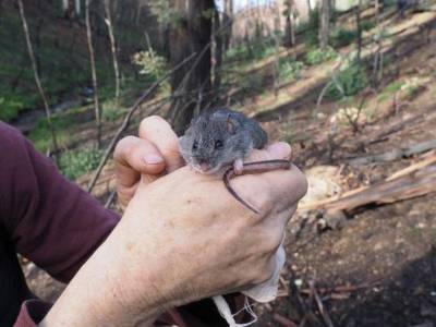 Вид австралийских мышей, считавшийся вымершим из-за лесных пожаров прошлого года, вновь обнаружен в природе - polit.ru - Австралия