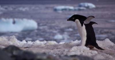 Пингвинам понравилось глобальное потепление - popmech.ru - Токио - Антарктида