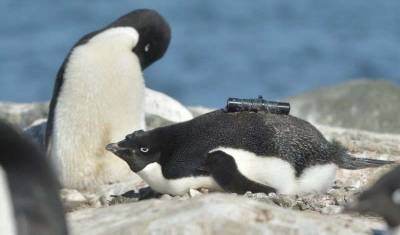 Ирина Зиганшина - Ученые: пингвины только выиграют от потепления в Антарктике - newizv.ru - Антарктида