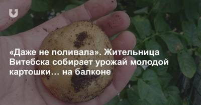 «Даже не поливала». Жительница Витебска собирает урожай молодой картошки… на балконе - news.tut.by - Витебск