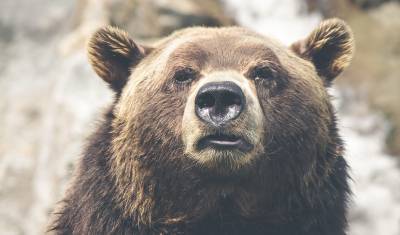 Золотодобытчики стреляли по медведям в Бурятии - newizv.ru - респ.Бурятия
