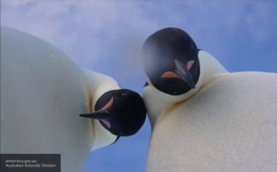Ученые выяснили пользу глобального потепления для антарктических пингвинов - newinform.com - Япония - Антарктида