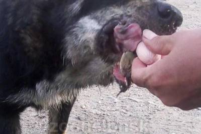 Собаке с оторванной челюстью помогут новосибирские зоозащитники - novos.mk.ru - Новосибирск