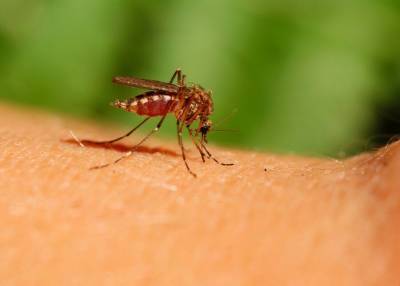 Вадим Марьинский - Ученый рассказал, представляют ли опасность малярийные комары - m24.ru - Россия