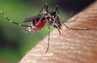 Вадим Марьинский - Ученый-биолог рассказал, представляют ли опасность малярийные комары - vm.ru - Россия