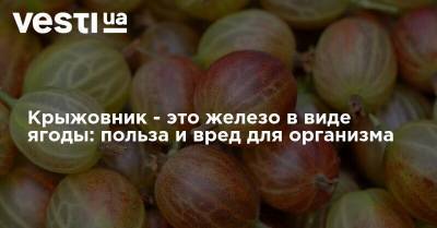 Крыжовник - это железо в виде ягоды: польза и вред для организма - vesti.ua - Англия - Русь