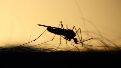 Вадим Марьинский - Эксперт оценил возможность заболеть малярией после укуса комара - russian.rt.com - Россия