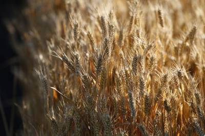 На Кубани начали убирать пшеницу - kuban.mk.ru - Краснодарский край - Кореновск - Павловск - Лабинск - Новокубанск