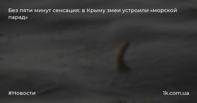 Без пяти минут сенсация: в Крыму змеи устроили «морской парад» - 1k.com.ua - Крым - Симферополь - район Черноморский