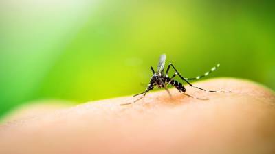 Анатолий Альштейн - Итальянские ученые отвергли способ передачи COVID-19 через комаров - iz.ru - Италия - Израиль