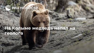 На Колыме медведь напал на геолога - ria.ru - Россия - Магадан