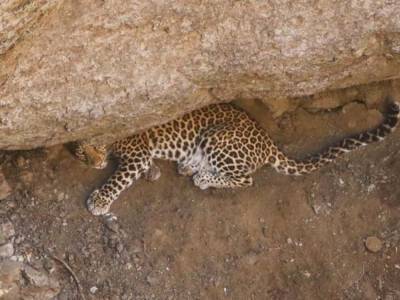 В Индии леопард рухнул в глубокую яму, люди спасли его и отпустили: опубликованы ошеломительные фото и видео - golos.ua - Индия - Пуна
