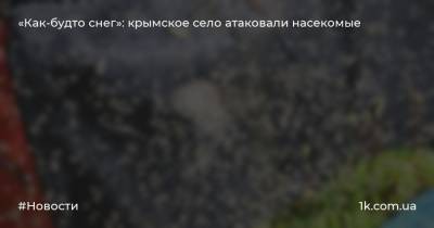 «Как-будто снег»: крымское село атаковали насекомые - 1k.com.ua - Украина - Крым - район Черноморский