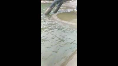 Холмчанин переживает за погибающую икру в обмелевшем водохранилище - sakhalin.info - Холмск