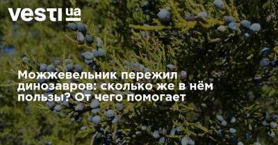 Можжевельник пережил динозавров: сколько же в нём пользы? От чего помогает - vesti.ua