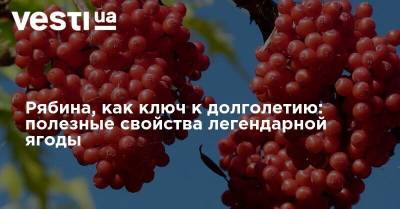 Рябина, как ключ к долголетию: полезные свойства легендарной ягоды - vesti.ua