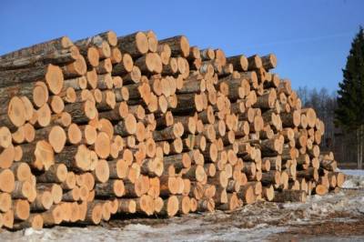 Житель Хабаровска незаконно вырубил древесины на 800 тыс руб - hab.aif.ru - Россия - Хабаровский край - Хабаровск