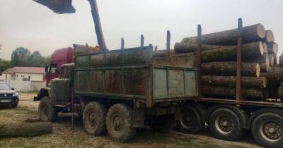 Украли леса на 3 миллиона: двух закарпатских чиновников будут судить за незаконную вырубку - tsn.ua - Закарпатская обл.
