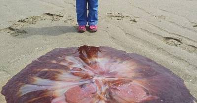 Папа с дочкой нашли на пляже гигантскую медузу - popmech.ru