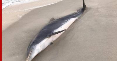 На побережье Франции обнаружили сотни мертвых дельфинов - profile.ru - Франция