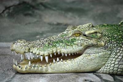 Крокодил растерзал купавшегося школьника - lenta.ru - India