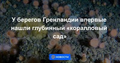 У берегов Гренландии впервые нашли глубинный «коралловый сад» - news.mail.ru - Гренландия - county Frontier