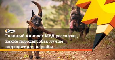 Андрей Цветков - Главный кинолог МВД рассказал, какие породы собак лучше подходят для службы - ridus.ru