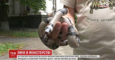 Возле Минобразования нашли змею, которая не водится в Украине - tsn.ua - Украина