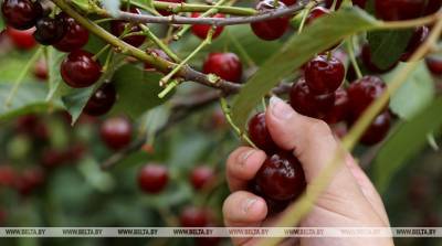 Пункт сортировки и переработки ягод откроют 3 июля в Пинском районе - belta.by - район Пинский