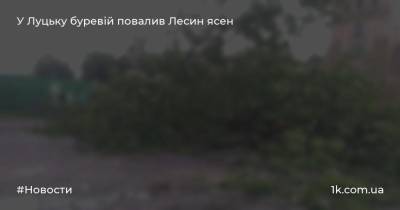 У Луцьку буревій повалив Лесин ясен - 1k.com.ua - Украина - місто Луцьк