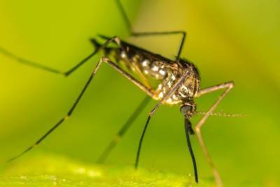 Специалисты Мосприроды посоветовали защищаться от комаров чесноком и мятой - vm.ru