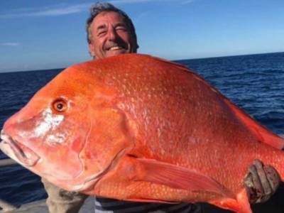 Рыбак отдаст огромную рыбу ученым для исследований - golos.ua - Украина - Australia - штат Квинсленд