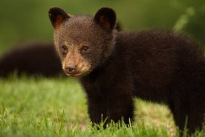 В США из пластиковой банки спасли медвежонка - mignews.com.ua - США - штат Висконсин - шт. Калифорния