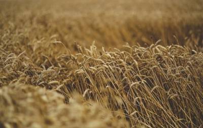 Украина обновила рекорд по экспорту зерна - korrespondent.net - Украина - Аграрии